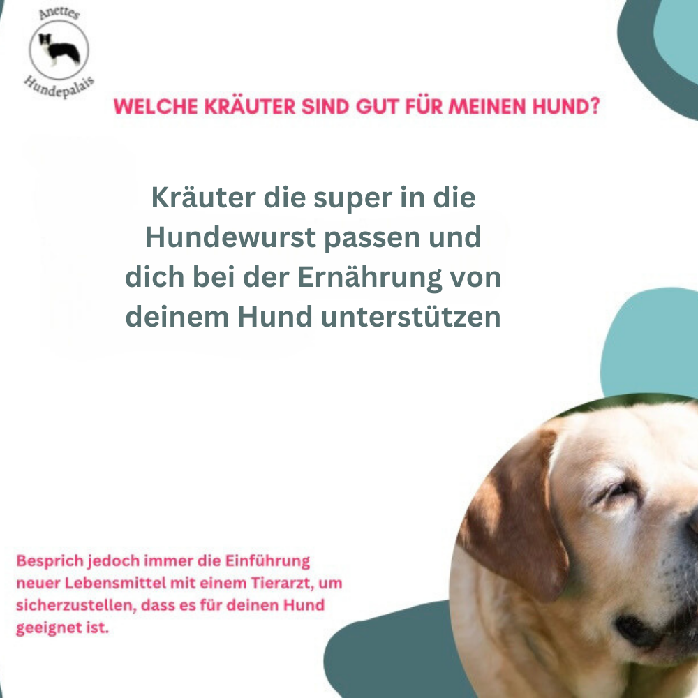 Kräuter-Power für Hunde – PDF-Guide