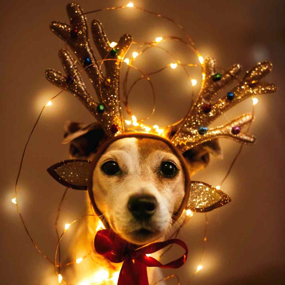 Waunachtsbox Bücher (PDF) – digitale Weihnachtsbox für Hunde