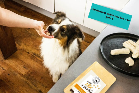 Boarder Collie probiert die selbst gemachte Hundewurst.