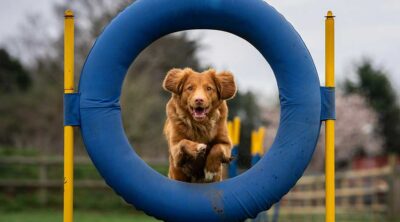 Hunde Agility