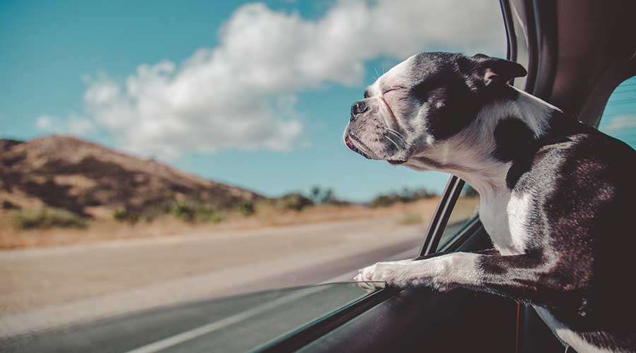 Stressfrei mit dem Hund in Urlaub