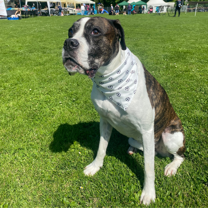Hunde Halstuch EM Anettes Hundepalais Anettes Mix für 4 Pfoten