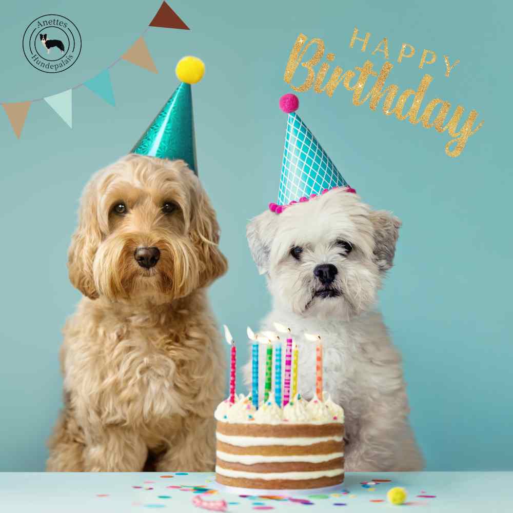 2 süsse Hunde mit Geburtstagstorte und Partyhüten