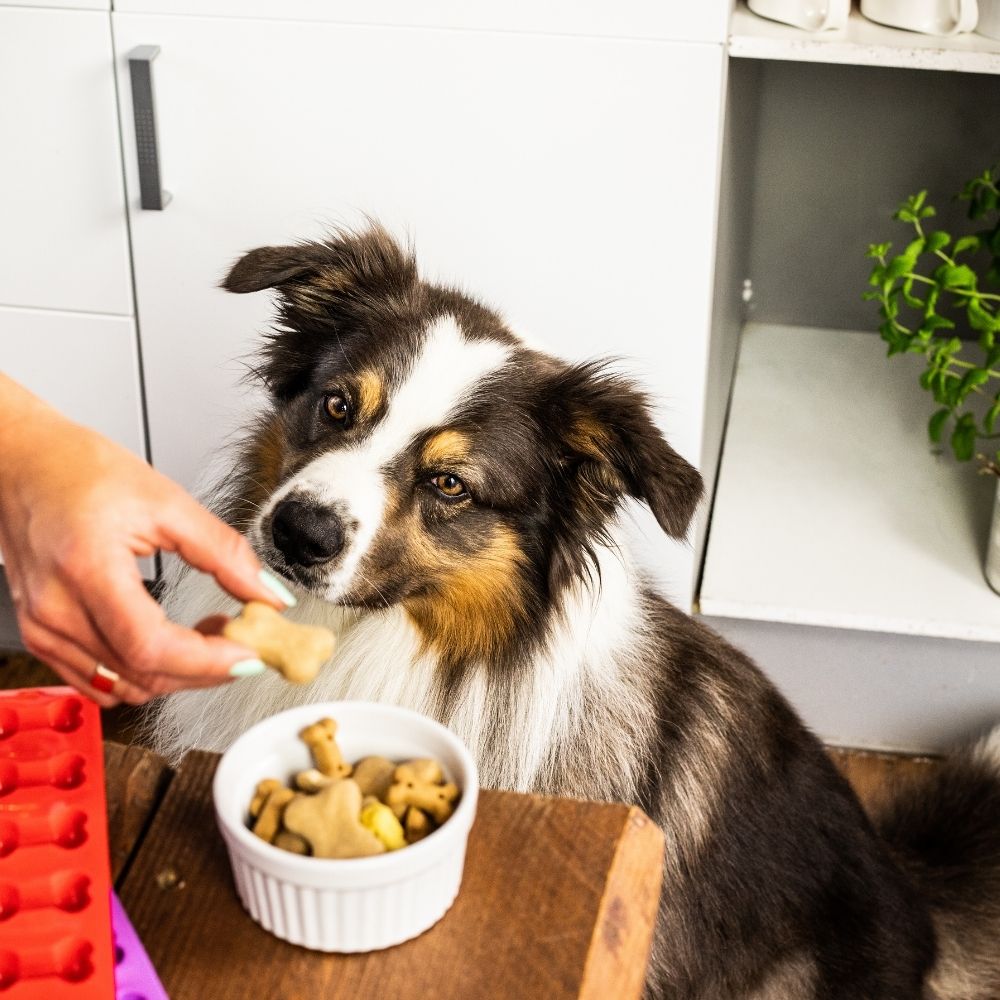Hund mit einem Leckerli