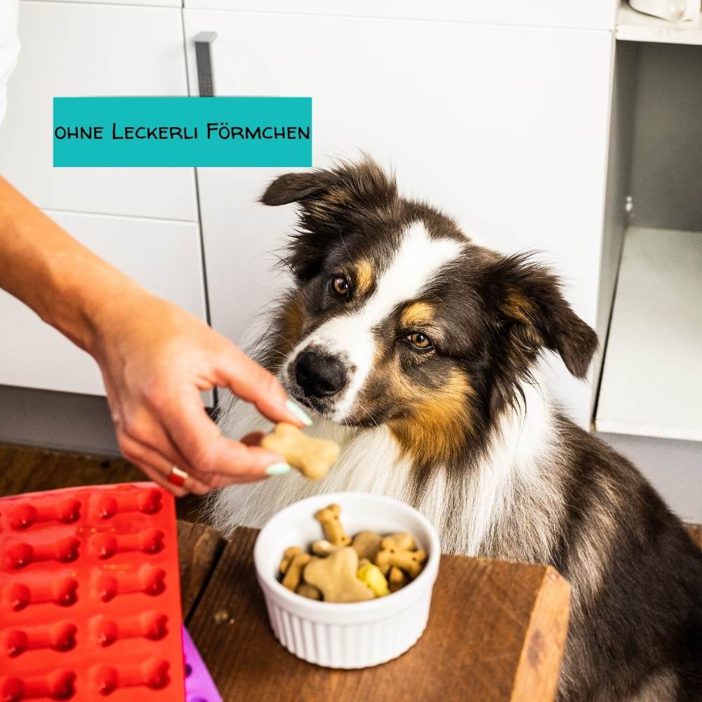 Hunde mit Leckerli
