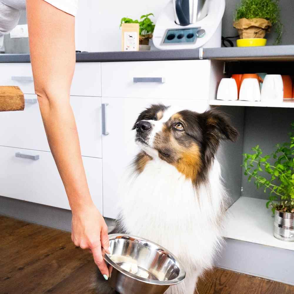 Hund der sehnsüchtig wartet 