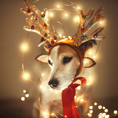 Waunachtsbox „Bücher – Rezepte für 4 Pfoten“ – Weihnachtsbox für Hunde