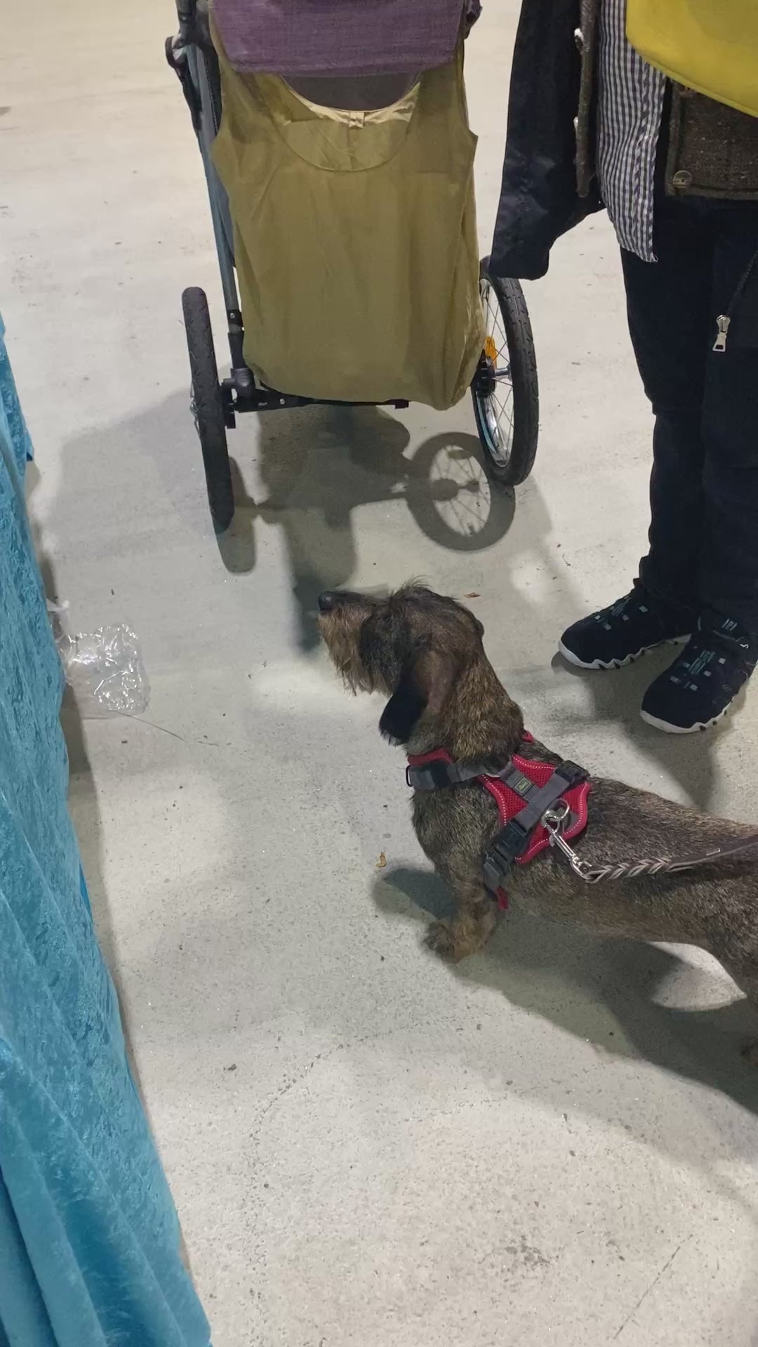 Video laden: Hundewurst, Kaustangen, Anettes Mix für 4 Pfoten, Anettes Hundepalais.