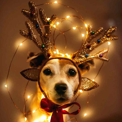 Waunachtsbox Bücher (PDF) – digitale Weihnachtsbox für Hunde